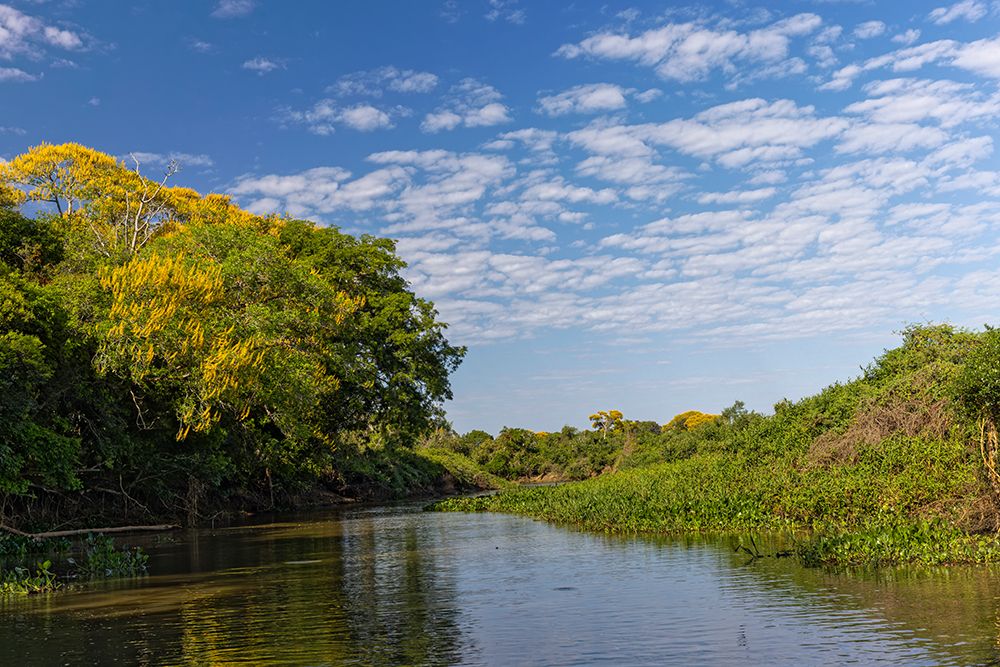 Cambara Tree in full bloom along small waterway. Mato Grosso, Pantanal, Brazil, South America art print by Adam Jones for $57.95 CAD
