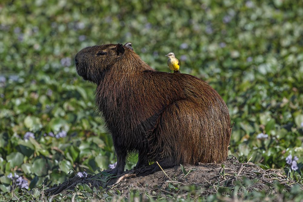 Capybara, worlds largest rodent with cattle tyrant on back, Mato Grosso, Pantanal, Brazil. art print by Adam Jones for $57.95 CAD