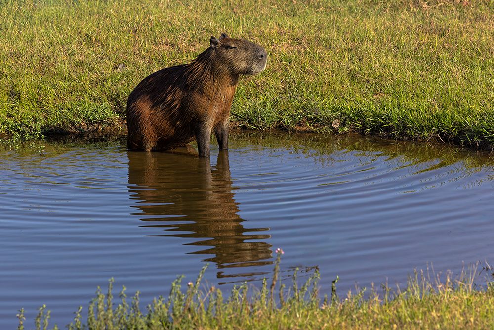 Capybara, Mato Grosso, Pantanal, Brazil, South America art print by Adam Jones for $57.95 CAD