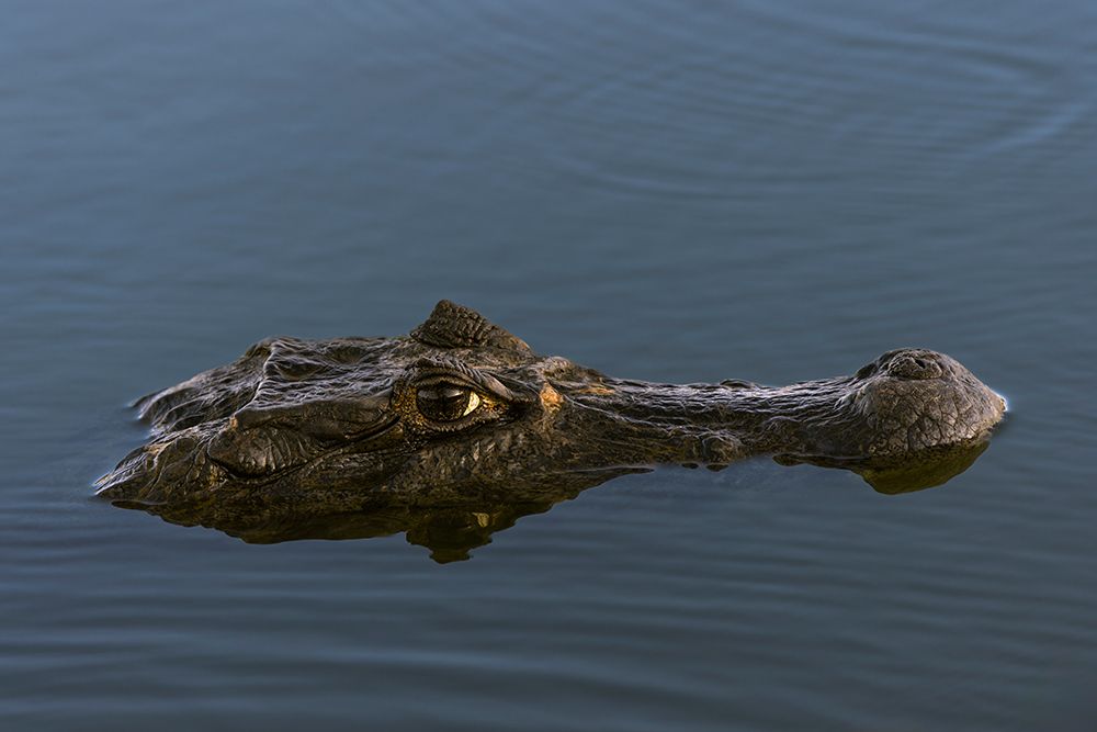 Caiman, Pantanal, Brazil. art print by Adam Jones for $57.95 CAD