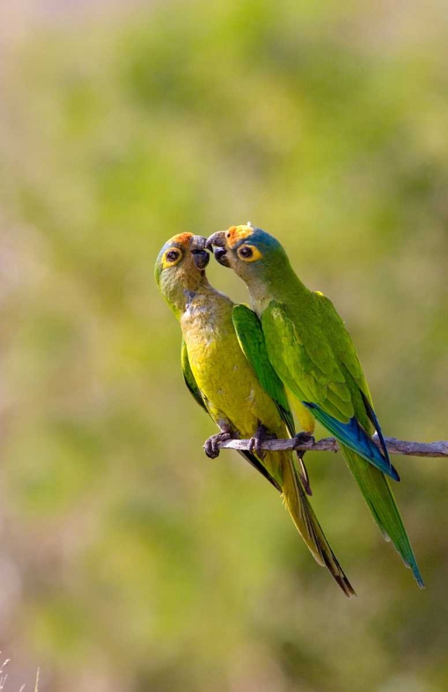 Brazil, Pantanal Peach-fronted parakeets pair art print by Joanne Williams for $57.95 CAD