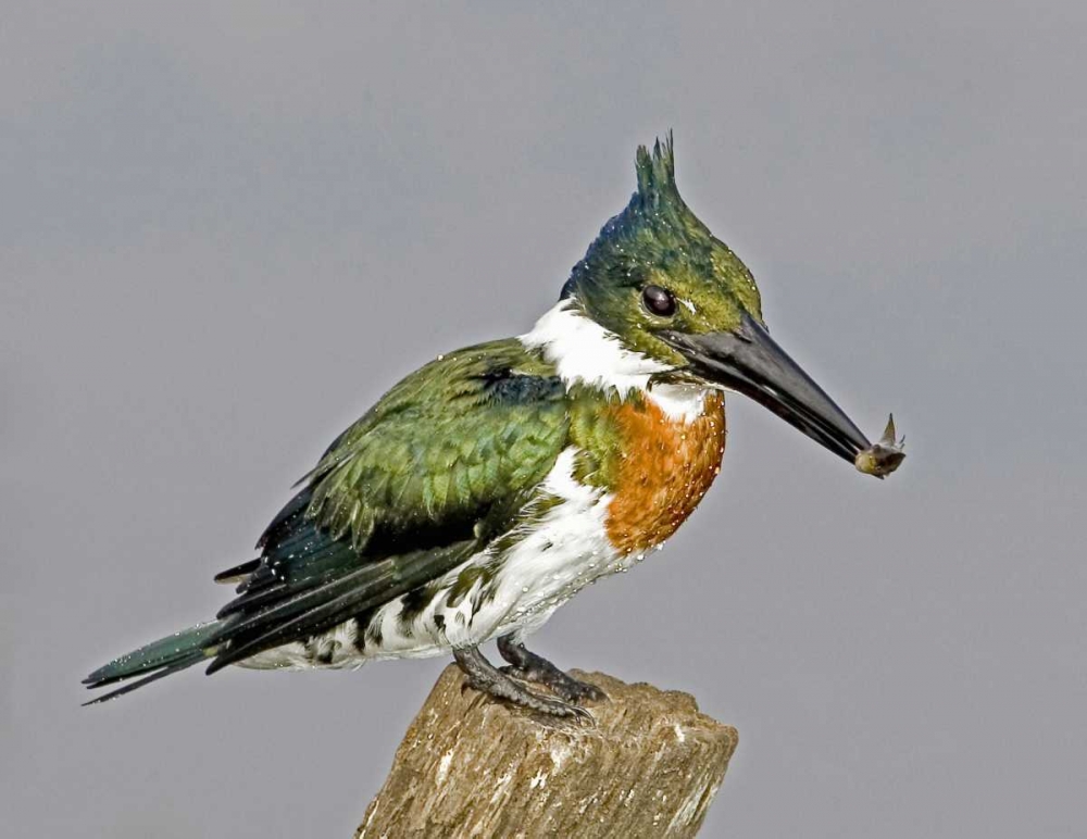 Brazil, Pantanal Amazon kingfisher with fish art print by Joanne Williams for $57.95 CAD
