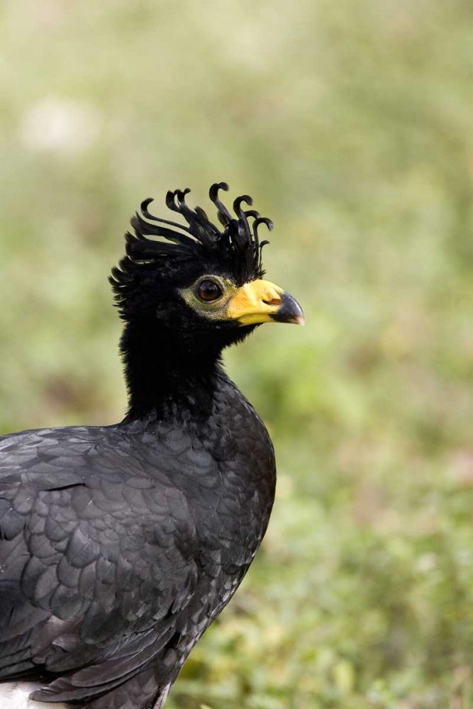 Brazil, Pantanal Bare-faced curassow art print by Joanne Williams for $57.95 CAD