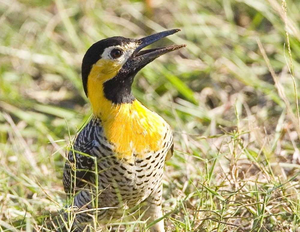 Brazil, Pantanal Campo flicka in ground cover art print by Joanne Williams for $57.95 CAD