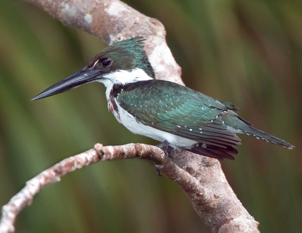 Brazil, Pantanal Green kingfisher on tree limb art print by Joanne Williams for $57.95 CAD