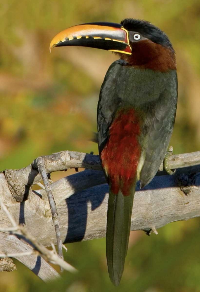 Brazil, Pantanal Chestnut-eared aracari on tree art print by Joanne Williams for $57.95 CAD