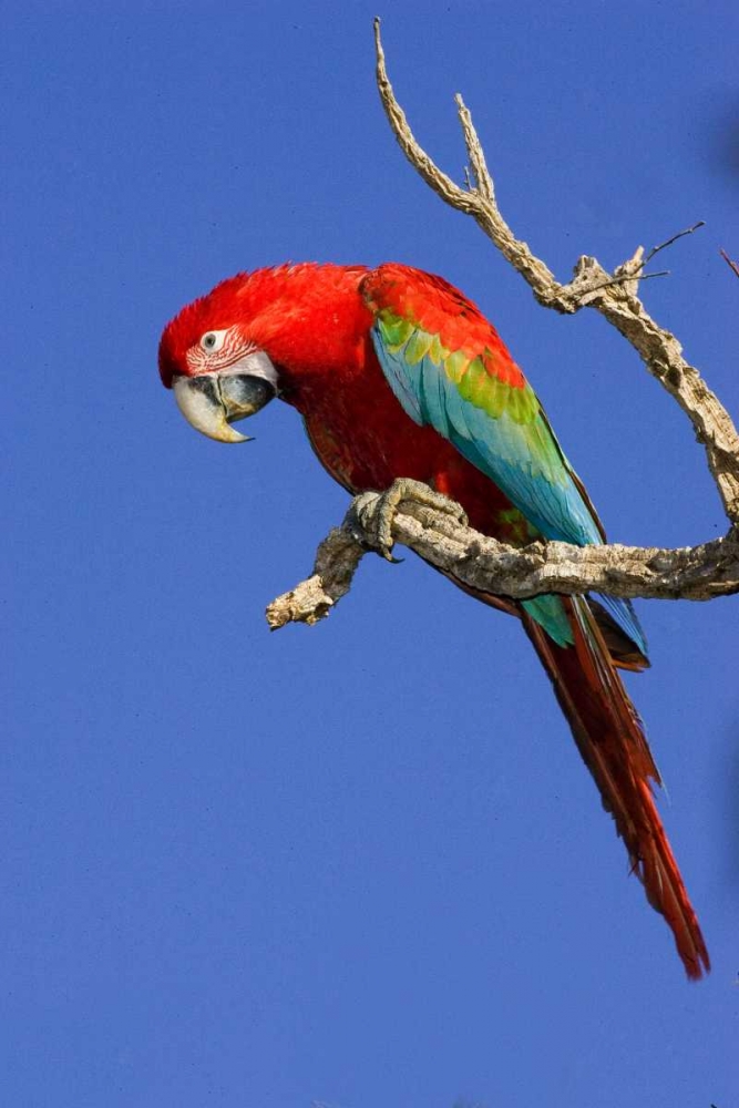 Brazil, Pantanal Red and green macaw art print by Joanne Williams for $57.95 CAD