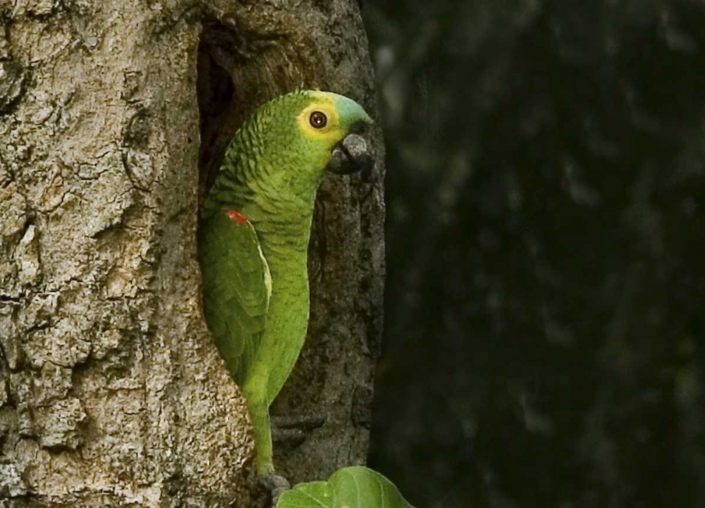 Brazil, Pantanal White-eyed parakeet in tree art print by Joanne Williams for $57.95 CAD