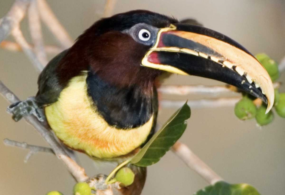 Brazil, Pantanal wetlands Chestnut-eared aracari art print by Joanne Williams for $57.95 CAD
