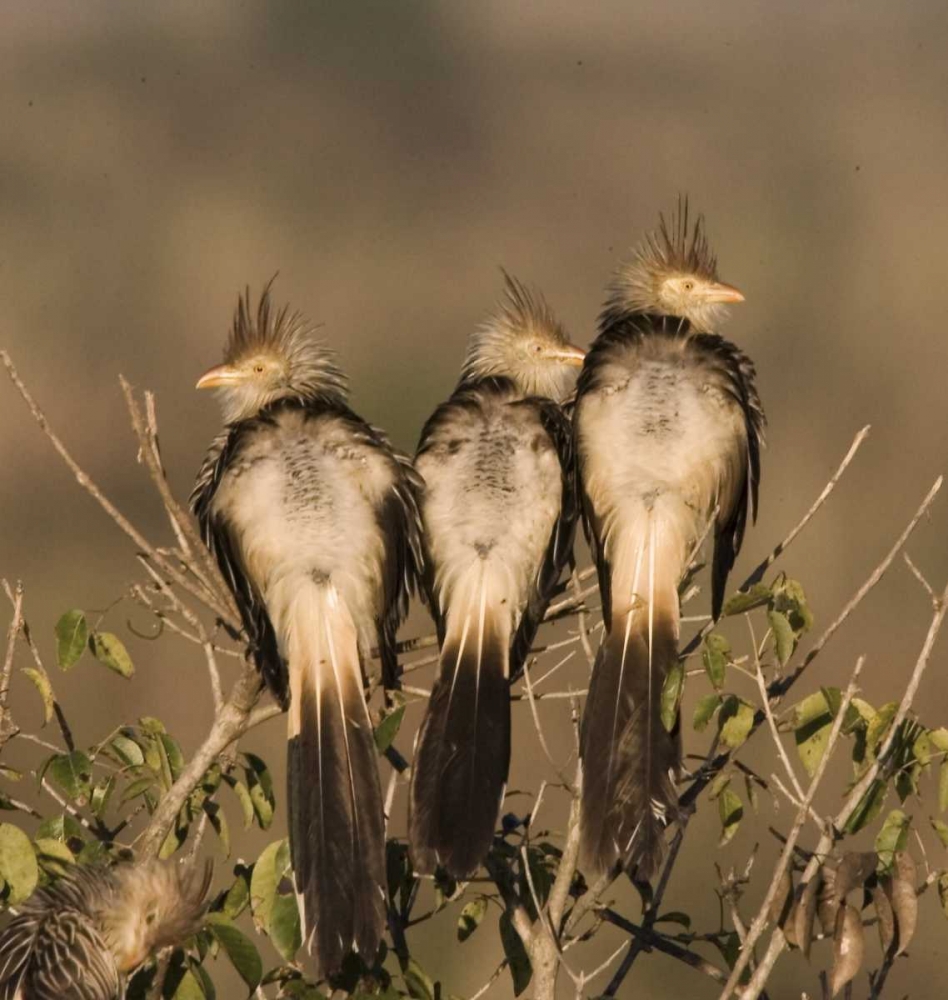 Brazil Three guira cuckoos on a limb art print by Joanne Williams for $57.95 CAD