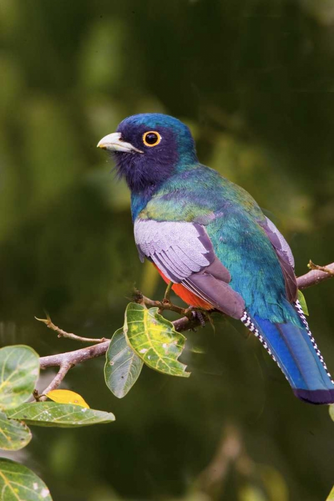 Brazil, Pantanal Blue-crowned trogan on limb art print by Joanne Williams for $57.95 CAD