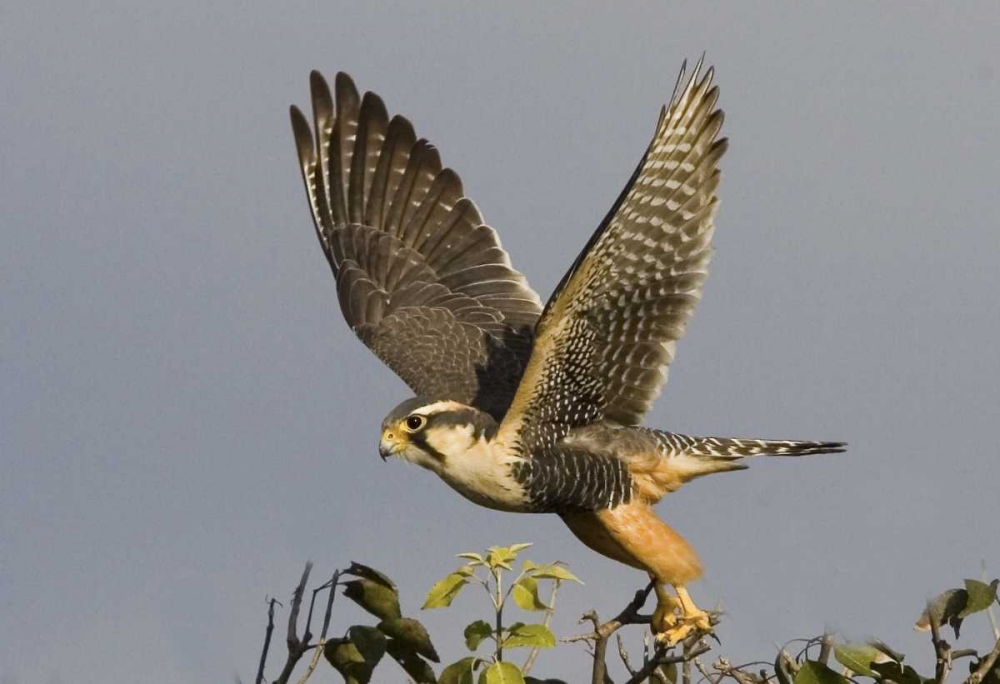 Brazil, Pantanal American kestrel takes flight art print by Joanne Williams for $57.95 CAD