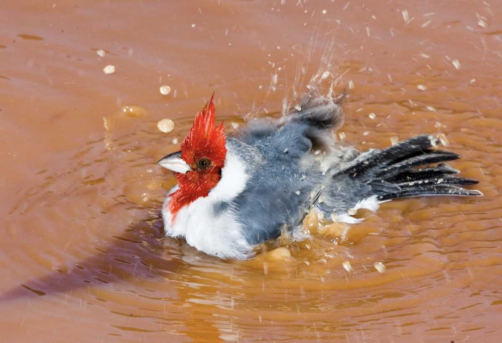 Brazil, Pantanal Red-crested cardinal bathing art print by Joanne Williams for $57.95 CAD