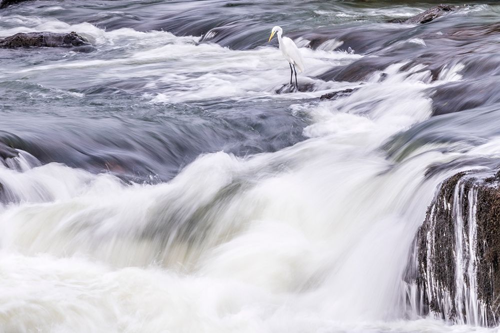 Brazil-Iguazu Falls Landscape of waterfalls art print by Jaynes Gallery for $57.95 CAD