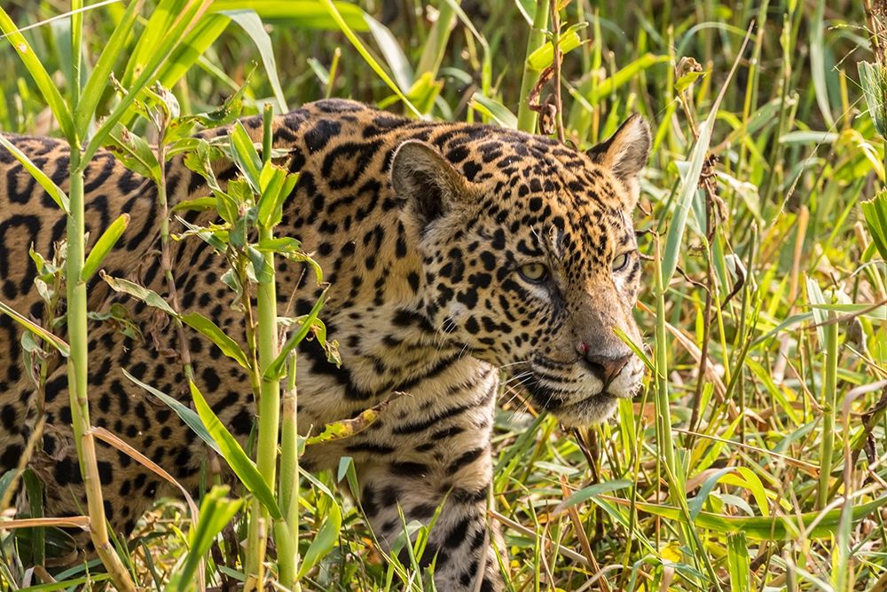 Brazil-Pantanal Close-up of jaguar art print by Jaynes Gallery for $57.95 CAD