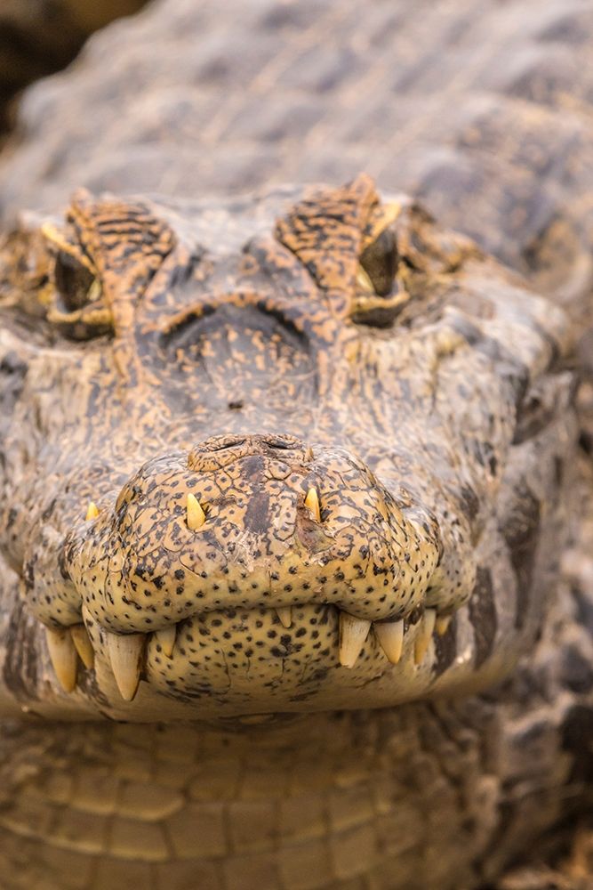 Brazil-Pantanal Jacare caiman reptile in water art print by Jaynes Gallery for $57.95 CAD