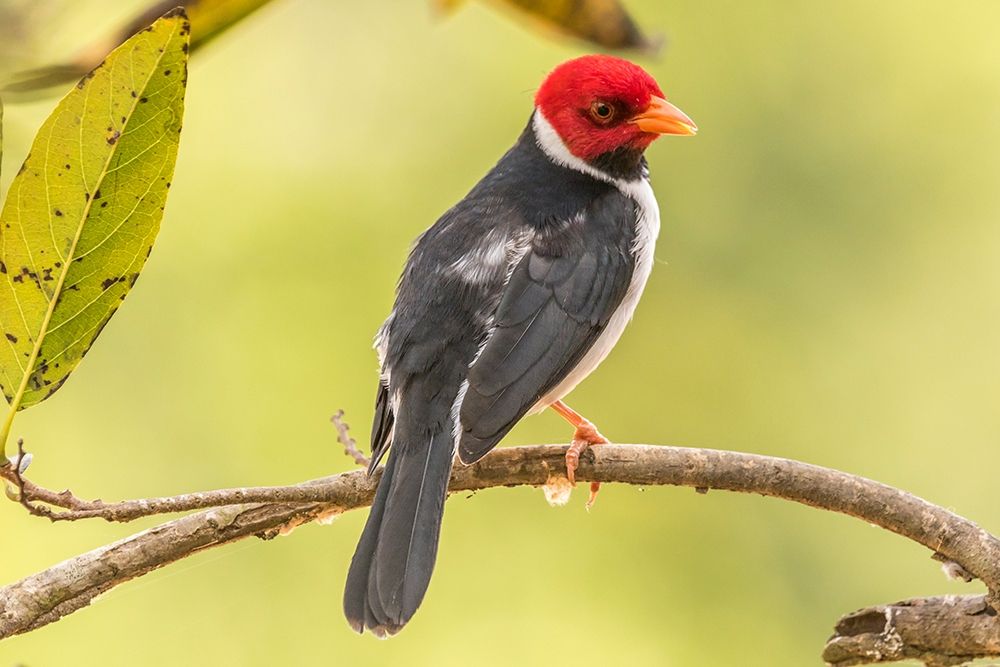 Brazil-Pantanal Yellow-billed cardinal on limb art print by Jaynes Gallery for $57.95 CAD