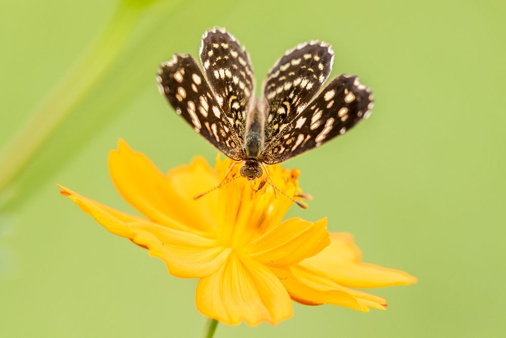 Brazil-Pantanal Butterfly on flower art print by Jaynes Gallery for $57.95 CAD