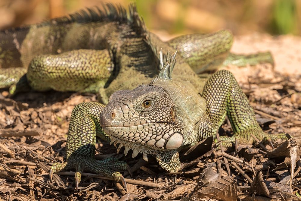 Brazil-Pantanal Green iguana art print by Jaynes Gallery for $57.95 CAD