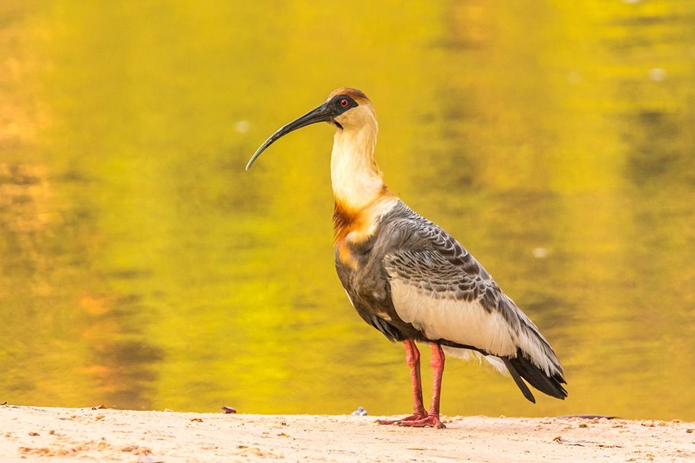 Brazil-Pantanal Buff-necked ibis on beach art print by Jaynes Gallery for $57.95 CAD