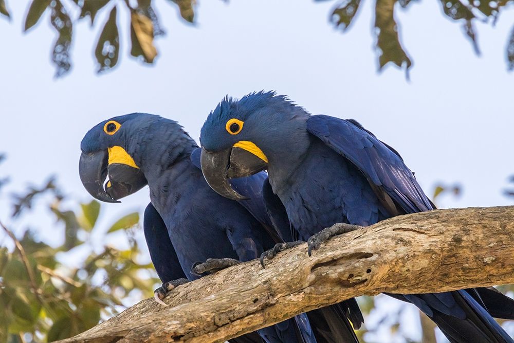 Brazil-Pantanal Hyacinth macaw pair in tree art print by Jaynes Gallery for $57.95 CAD