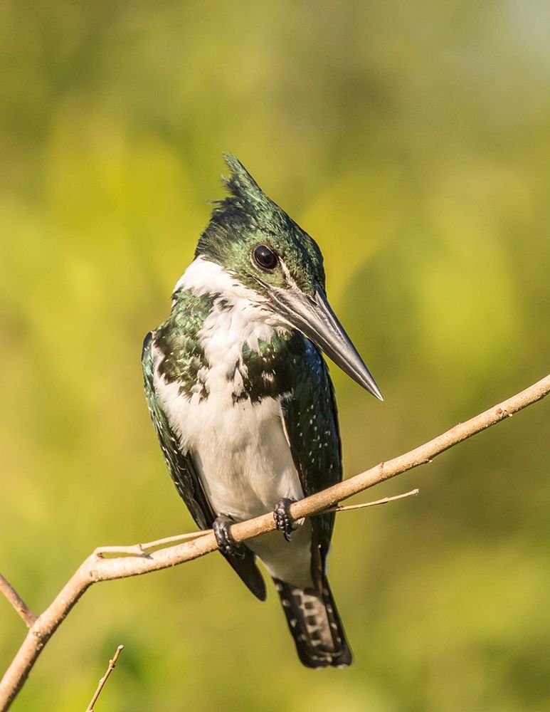 Brazil-Pantanal Amazon kingfisher bird on limb art print by Jaynes Gallery for $57.95 CAD