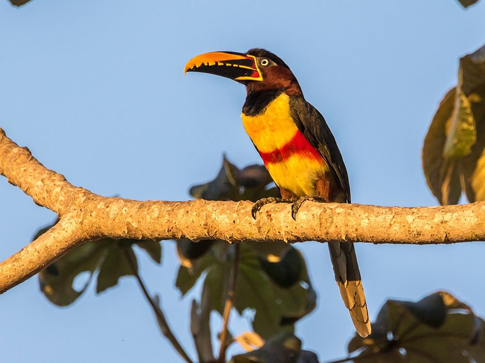 Brazil-Pantanal Chestnut-eared aracari bird art print by Jaynes Gallery for $57.95 CAD