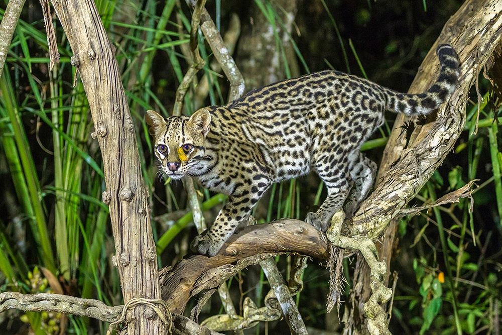 Brazil-Pantanal Ocelot on tree branch art print by Jaynes Gallery for $57.95 CAD