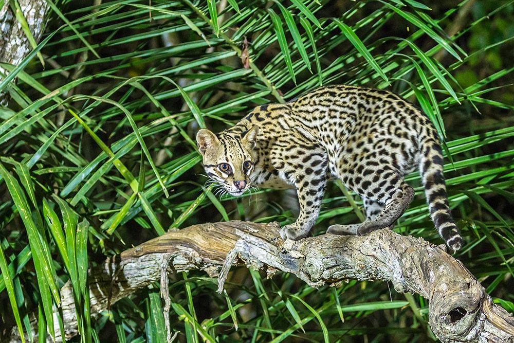 Brazil-Pantanal Ocelot on tree branch art print by Jaynes Gallery for $57.95 CAD