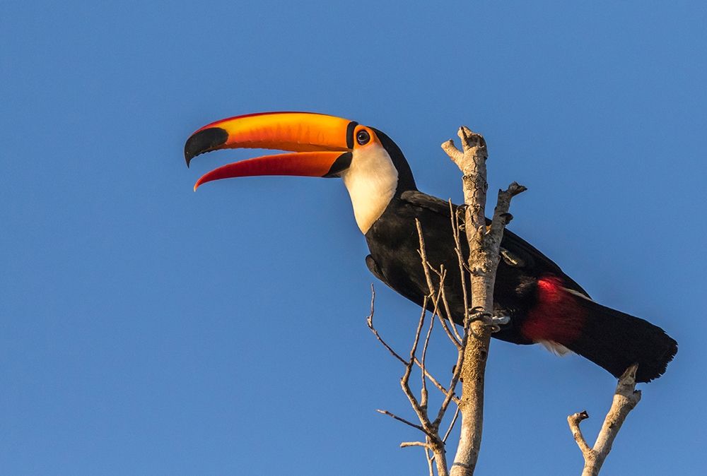 Brazil-Pantanal Toco toucan bird close-up art print by Jaynes Gallery for $57.95 CAD