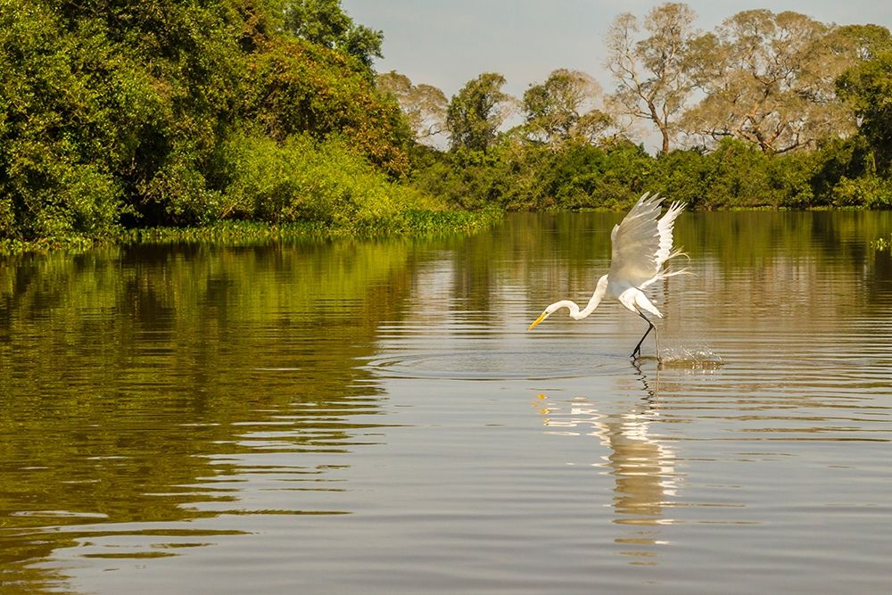 Brazil-Pantanal Great egret fishing art print by Jaynes Gallery for $57.95 CAD