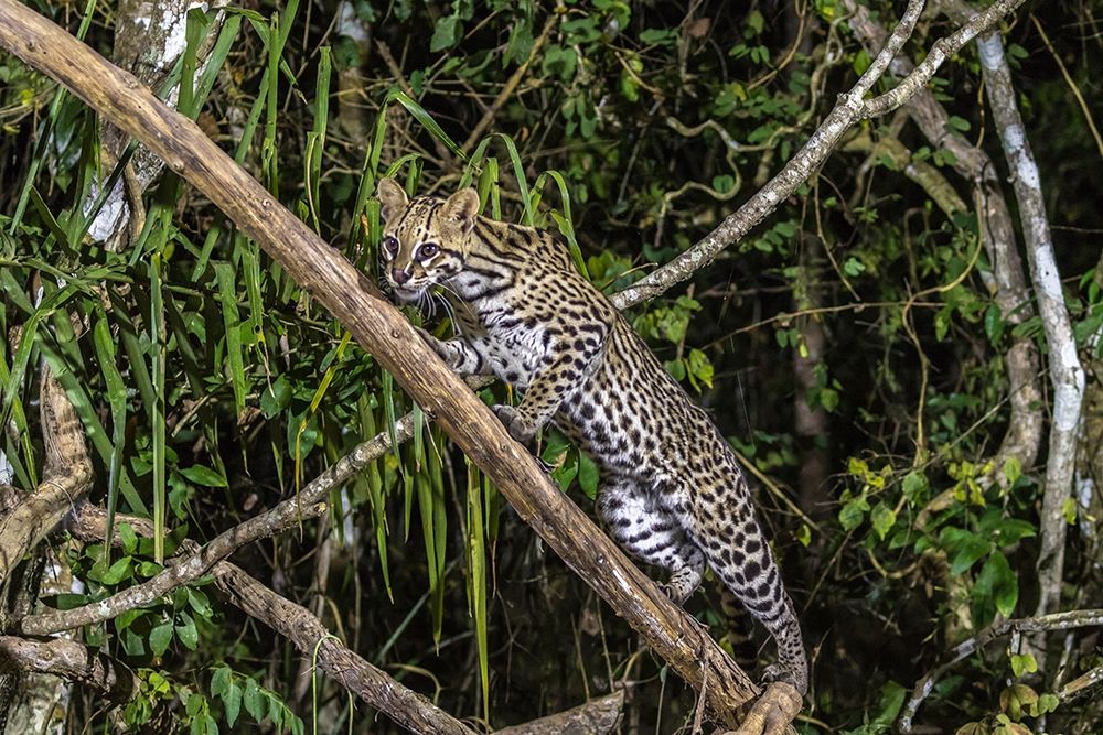 Brazil-Pantanal Ocelot on tree branch art print by Jaynes Gallery for $57.95 CAD