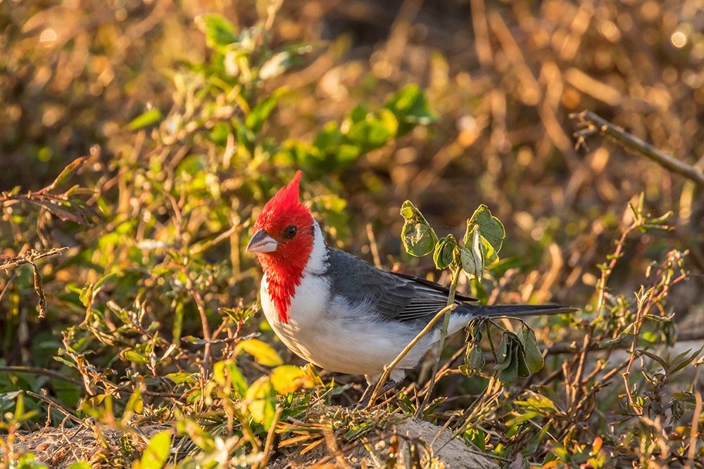 Brazil-Pantanal Red-crested cardinal art print by Jaynes Gallery for $57.95 CAD