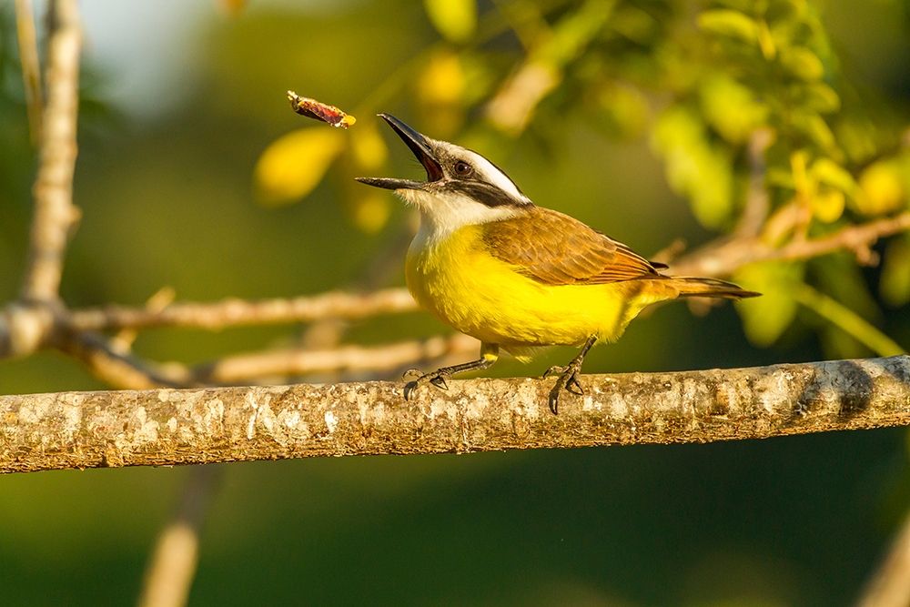Brazil-Pantanal Kiskadee feeding art print by Jaynes Gallery for $57.95 CAD
