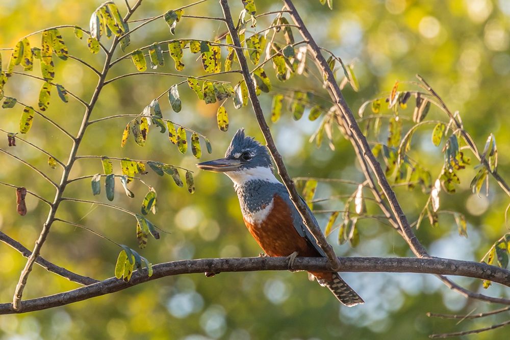 Brazil-Pantanal Close-up of ringed kingfisher art print by Jaynes Gallery for $57.95 CAD