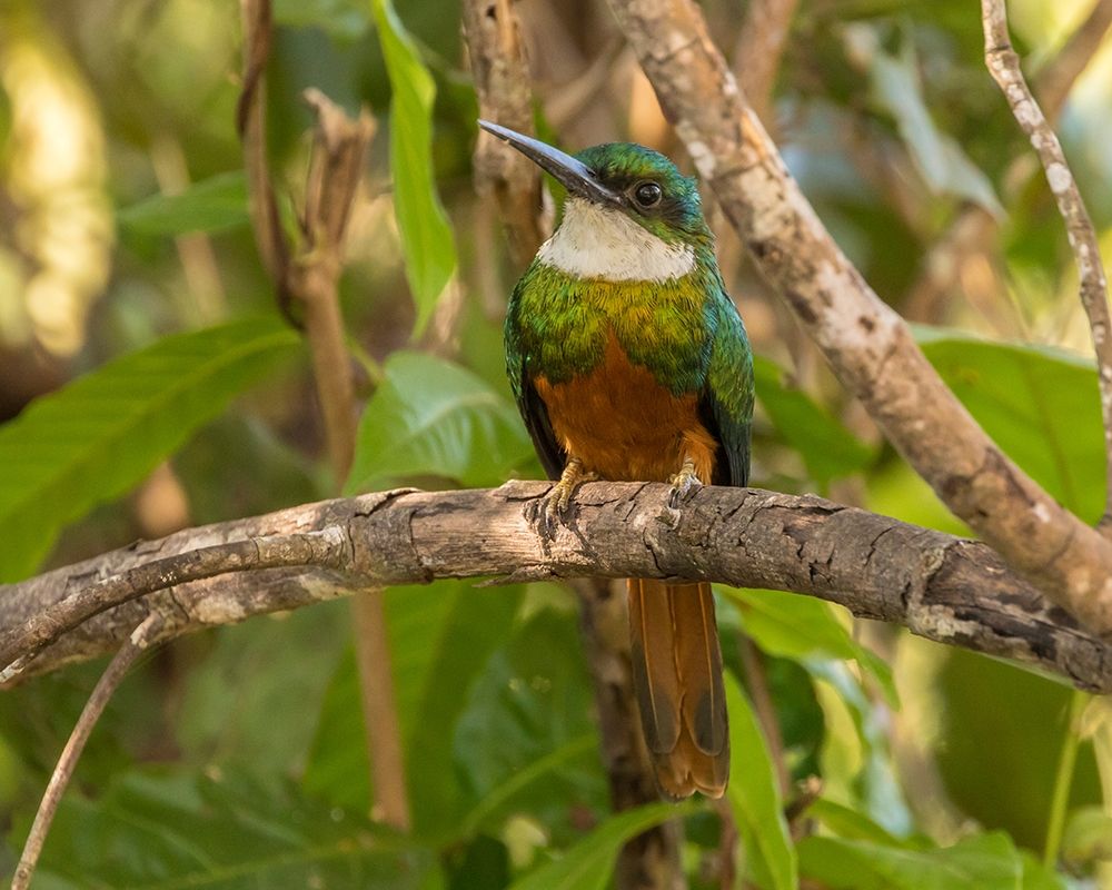 Brazil-Pantanal Rufous-tailed jacamar bird on limb art print by Jaynes Gallery for $57.95 CAD