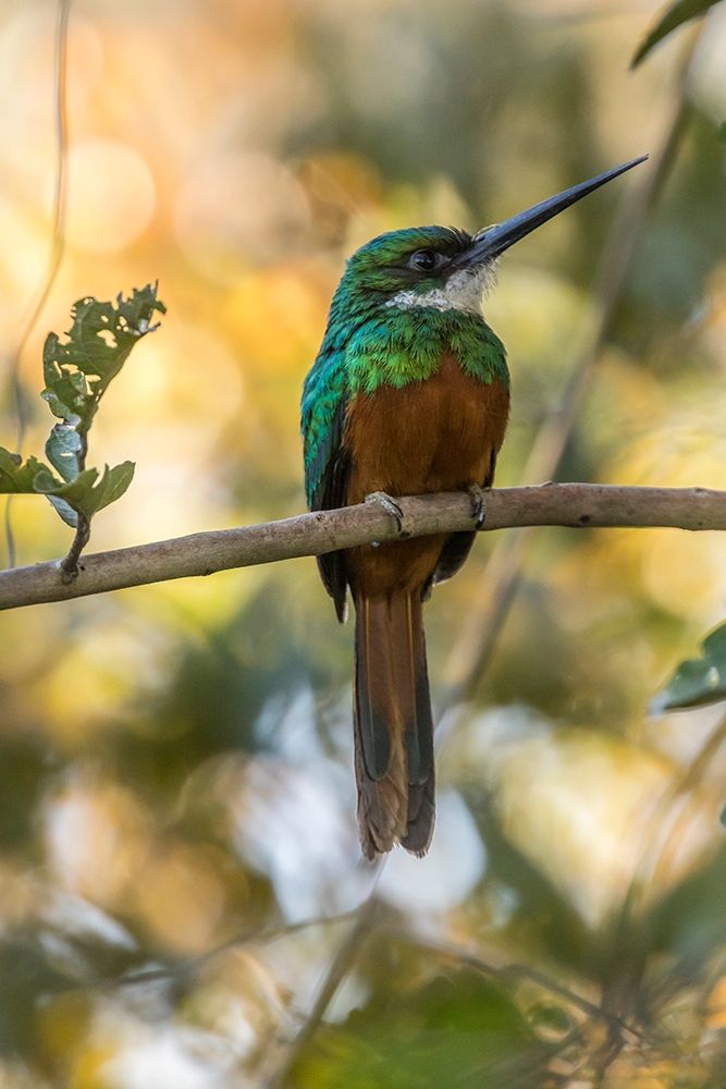 Brazil-Pantanal Rufous-tailed jacamar bird on limb art print by Jaynes Gallery for $57.95 CAD