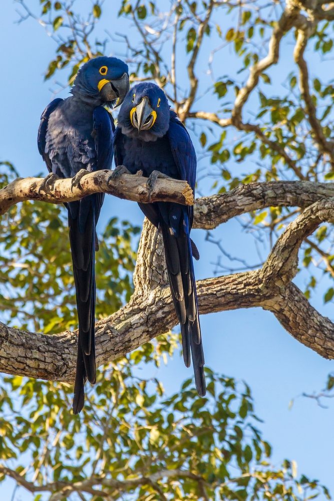 Brazil-Pantanal Hyacinth macaw pair in tree art print by Jaynes Gallery for $57.95 CAD
