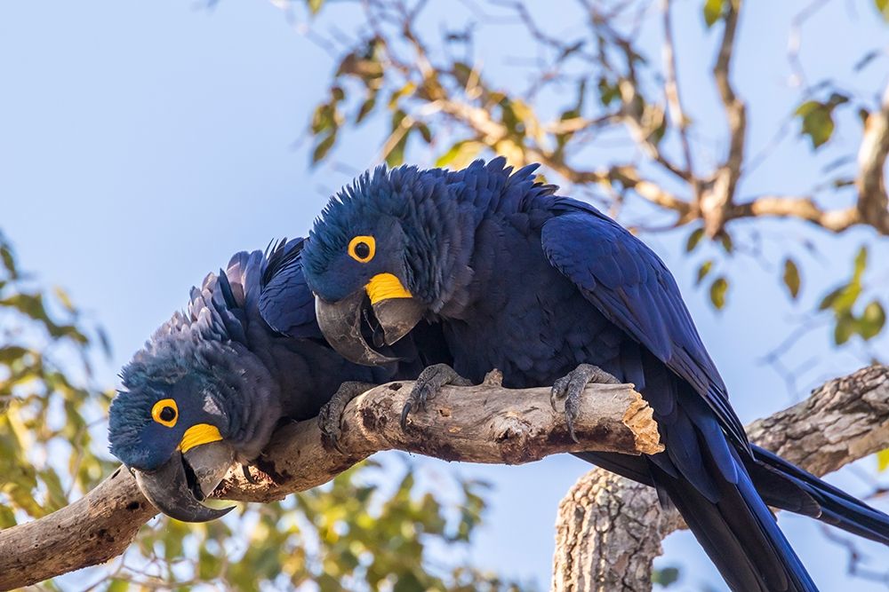 Brazil-Pantanal Hyacinth macaw pair in tree art print by Jaynes Gallery for $57.95 CAD