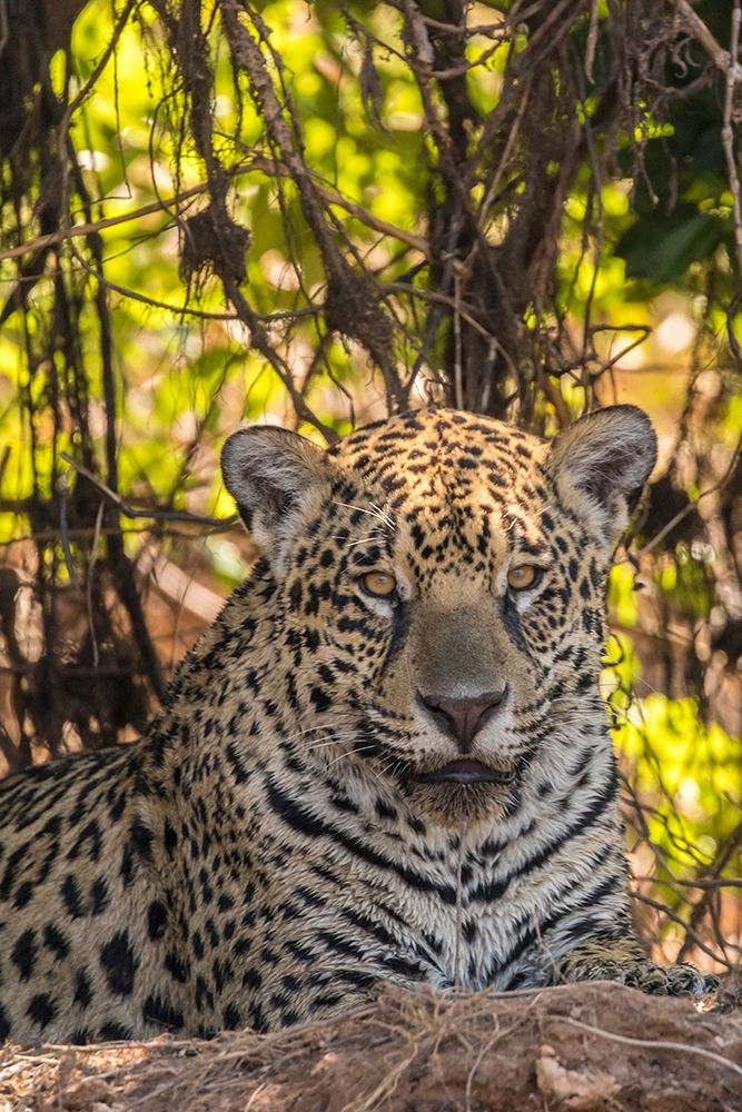 Brazil-Pantanal Close-up of jaguar art print by Jaynes Gallery for $57.95 CAD
