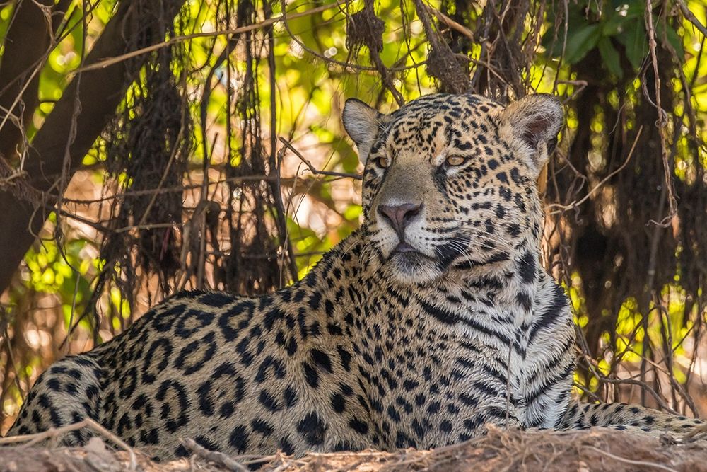Brazil-Pantanal Close-up of jaguar art print by Jaynes Gallery for $57.95 CAD