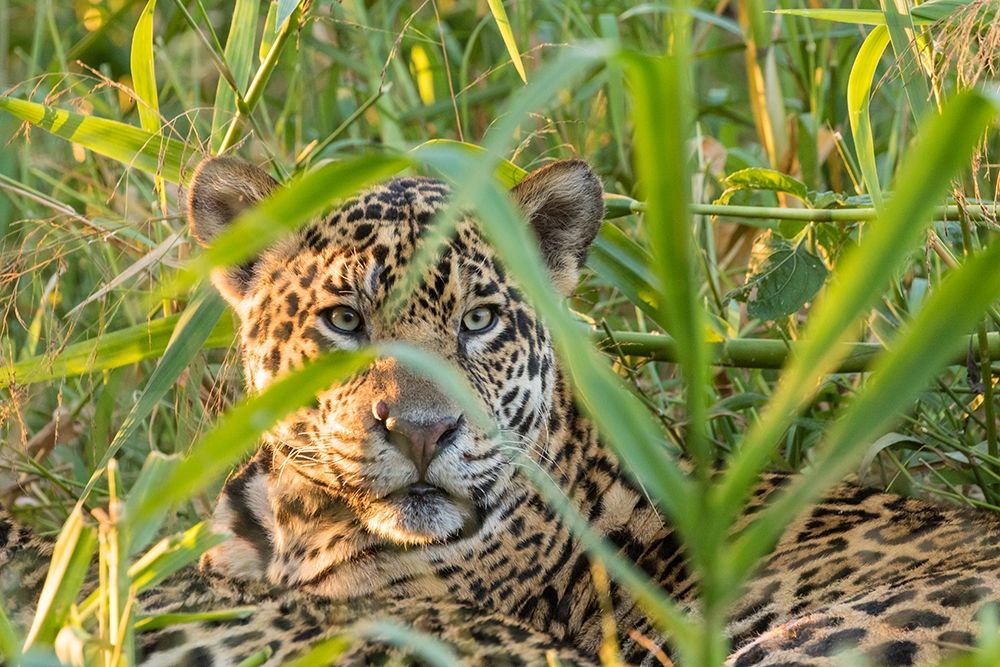 Brazil-Pantanal Close-up of jaguar art print by Jaynes Gallery for $57.95 CAD