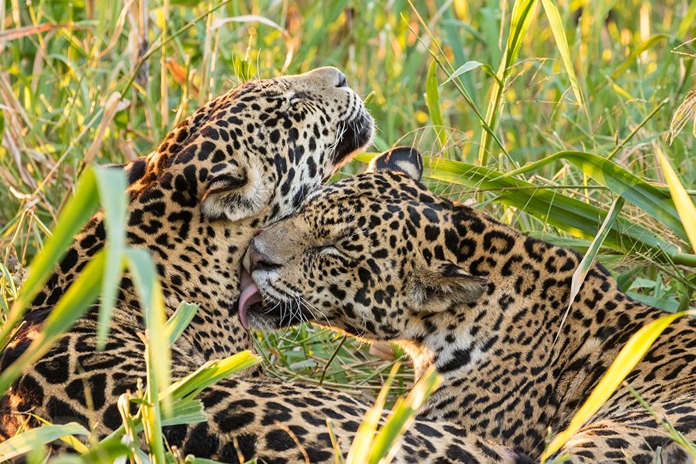 Brazil-Pantanal Close-up of jaguars grooming art print by Jaynes Gallery for $57.95 CAD