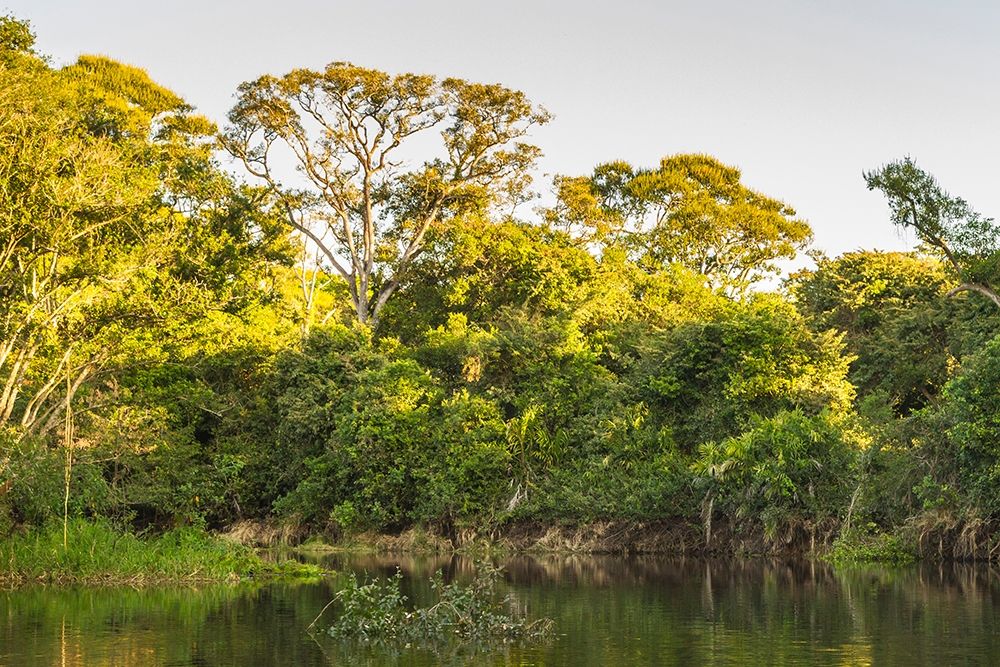 Brazil-Pantanal Cuiaba River landscape art print by Jaynes Gallery for $57.95 CAD