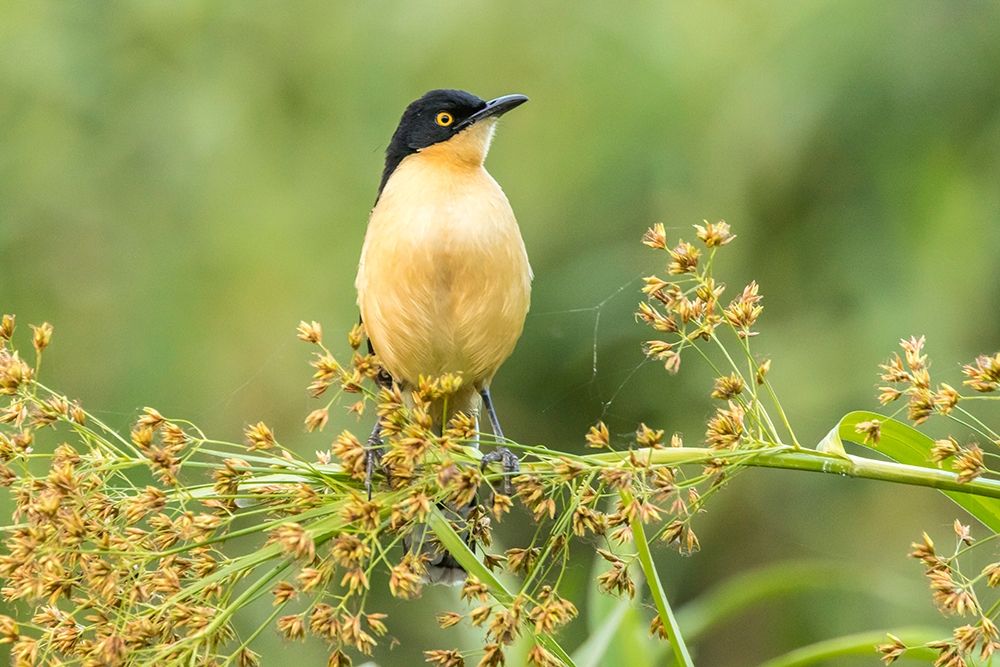 Brazil-Pantanal Black-capped donacobius bird close-up art print by Jaynes Gallery for $57.95 CAD