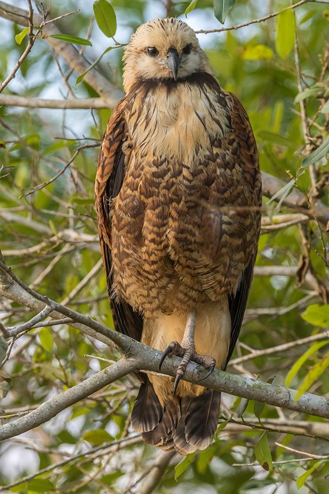 Brazil-Pantanal Black-collared hawk in tree art print by Jaynes Gallery for $57.95 CAD