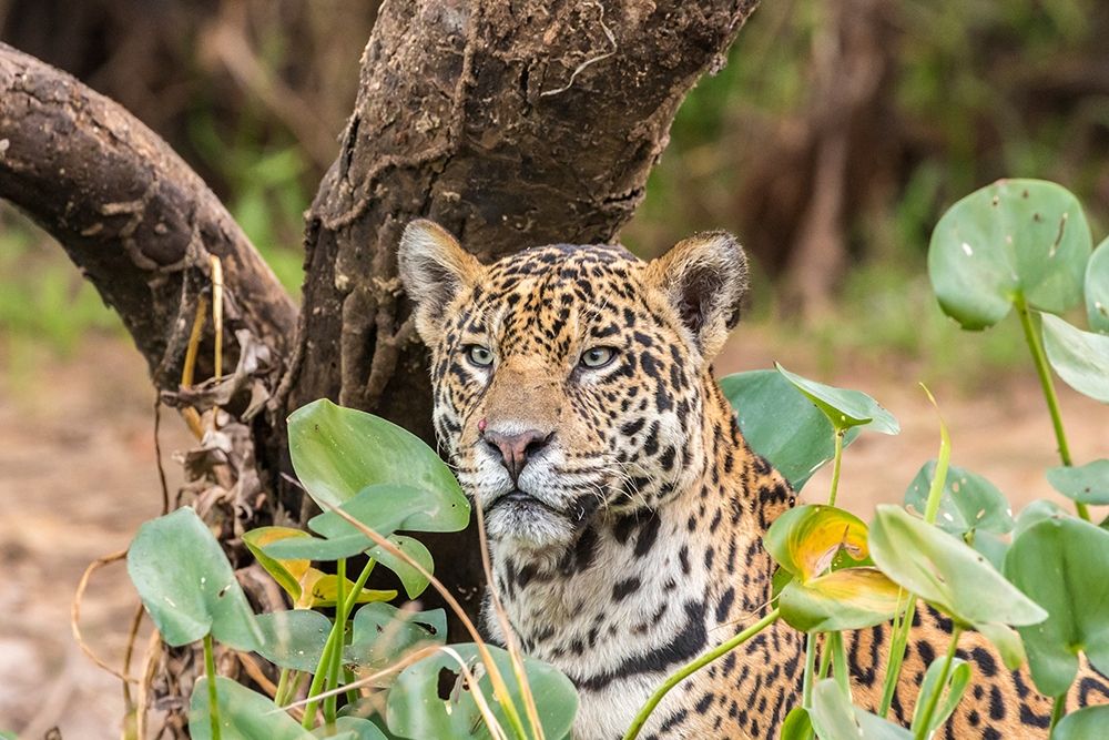 Brazil-Pantanal Close-up of jaguar art print by Jaynes Gallery for $57.95 CAD
