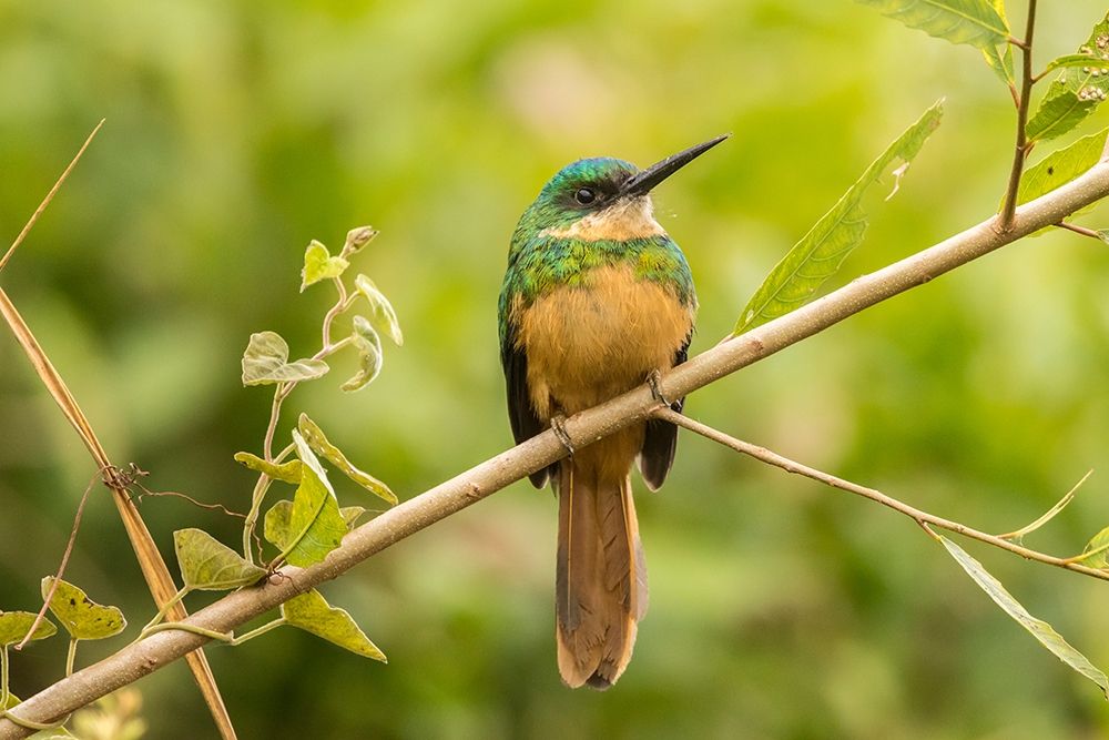 Brazil-Pantanal Rufous-tailed jacamar bird close-up art print by Jaynes Gallery for $57.95 CAD