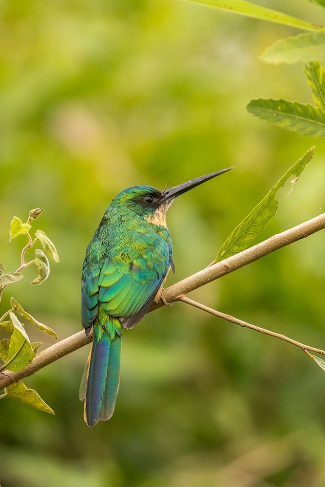 Brazil-Pantanal Rufous-tailed jacamar bird on limb art print by Jaynes Gallery for $57.95 CAD
