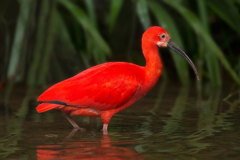 South America-Brazil Close-up of scarlet ibis wading art print by Jaynes Gallery for $57.95 CAD